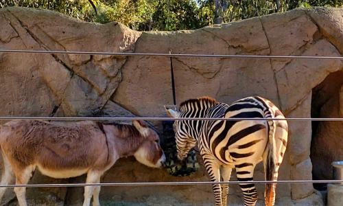 zebra & donkey friend
