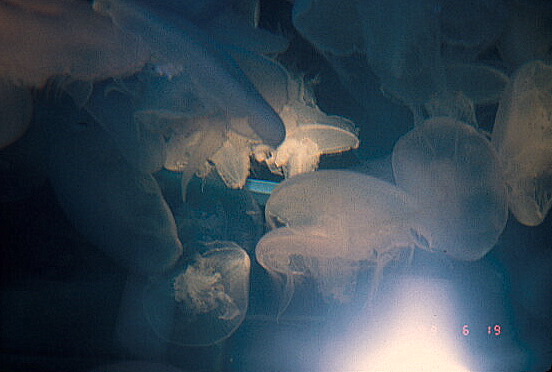 Jellyfish at Oregon Coast Aquarium