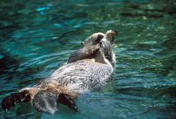Sea Otter at Oregon Coast Aquarium