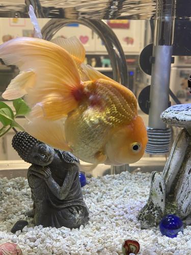 IMG_5474-big boy goldfish